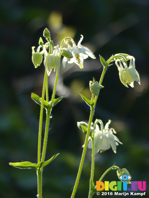 FZ029262 Columbine (Aquilegia vulgaris) blue flower